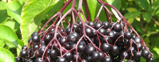 Holunder – Die schwarze Kraft aus der Natur