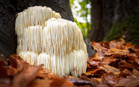 Der Löwenmähne-Pilz